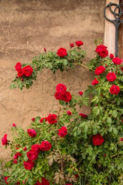 antik duvarlar zemin karşı gül bush