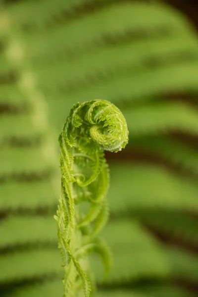 Young sprout of fern plant. — Stock Photo, Image