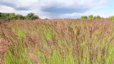 Bir rüzgar esiyor, uzun yeşil çimen