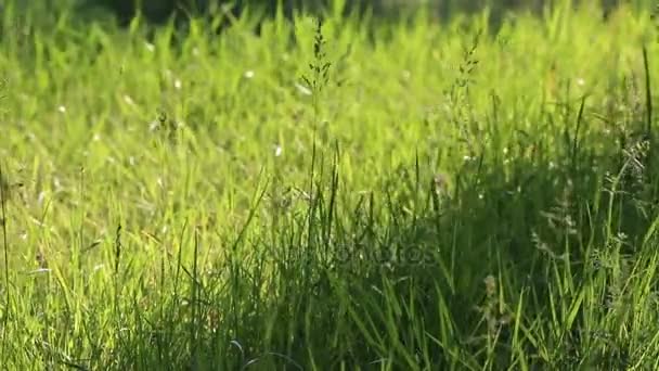 Lång grön gräs i blåser vinden — Stockvideo