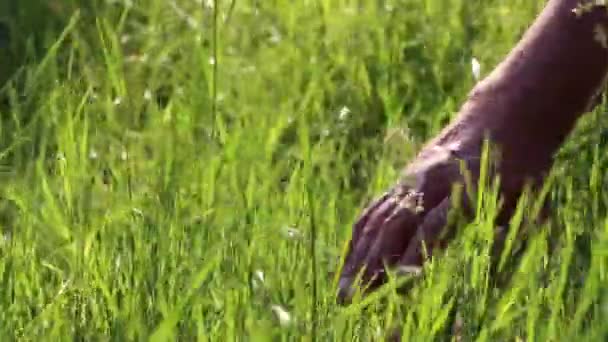 Long Green Grass in Blowing Wind — Stock Video