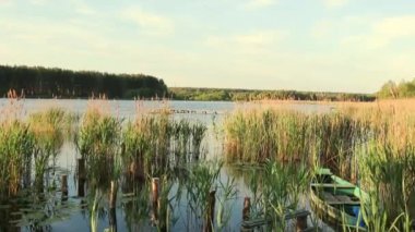 Reed Rüzgar sallıyor, martılar eski iskelede, eski bir tekne oturuyorsun