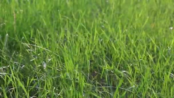 Long Green Grass in Blowing Wind — Stock Video