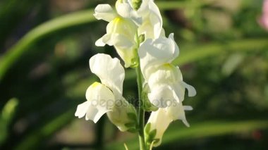 aslanağzı çiçeği ve yaban arısı