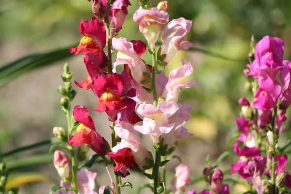 Snapdragon flores en el jardín ANTIRRHINUM MAJAS — Foto de Stock