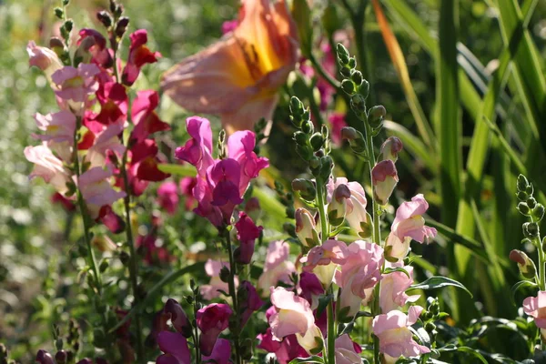 Snapdragon flores en el jardín ANTIRRHINUM MAJAS — Foto de Stock