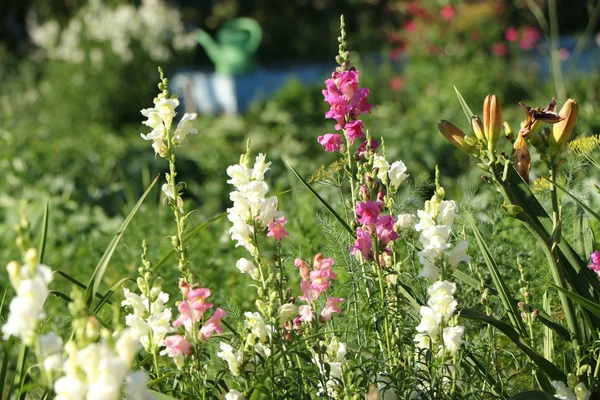 Flores Snapdragon no jardim ANTIRRRHINUM MAJAS — Fotografia de Stock