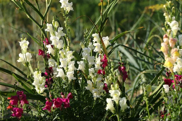 Flores Snapdragon no jardim ANTIRRRHINUM MAJAS — Fotografia de Stock