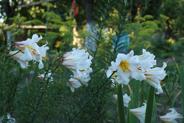Flor de lirio en el jardín. —  Fotos de Stock
