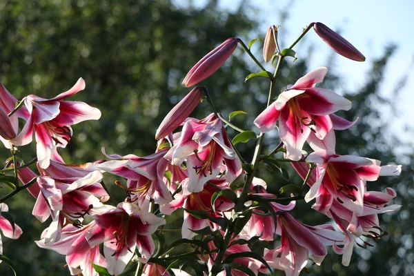 Квітка лілії в саду . — стокове фото
