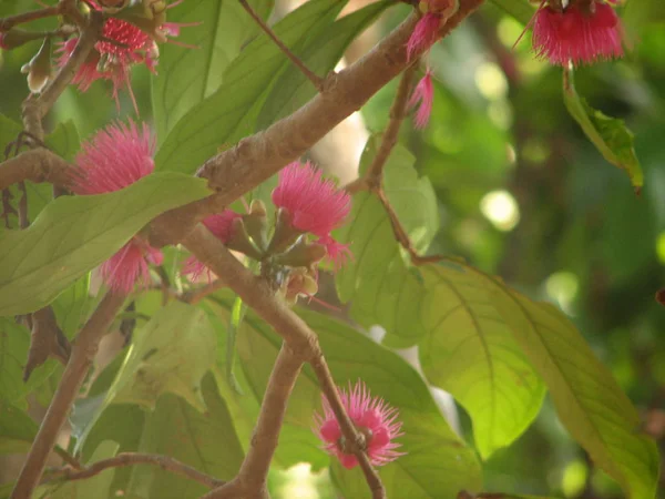 Bloem van cannonball tree — Stockfoto