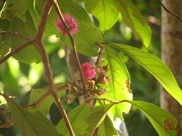 Flower of Cannonball tree — Stock Photo, Image