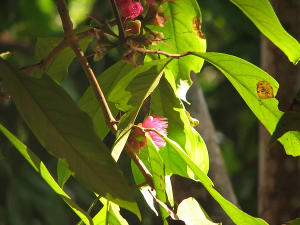 Flor de árvore de canhão — Fotografia de Stock