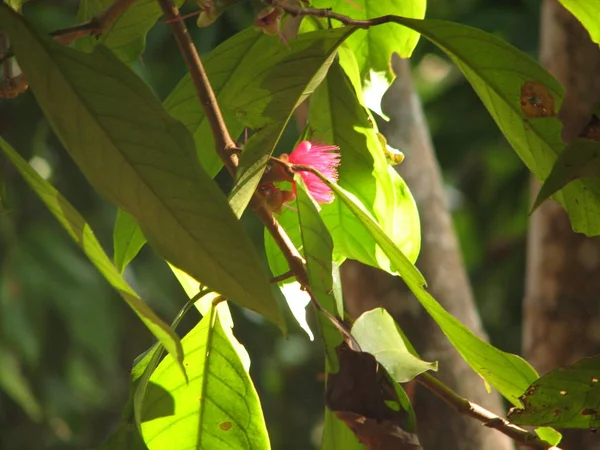 Flor de árbol de bala de cañón — Foto de Stock