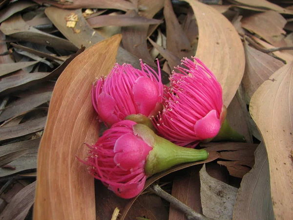 Flor de árbol de bala de cañón — Foto de Stock