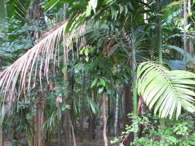 Subtropikal orman palmiye ağaçları ile manzara.