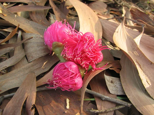 Blume des Kanonenkugelbaums — Stockfoto