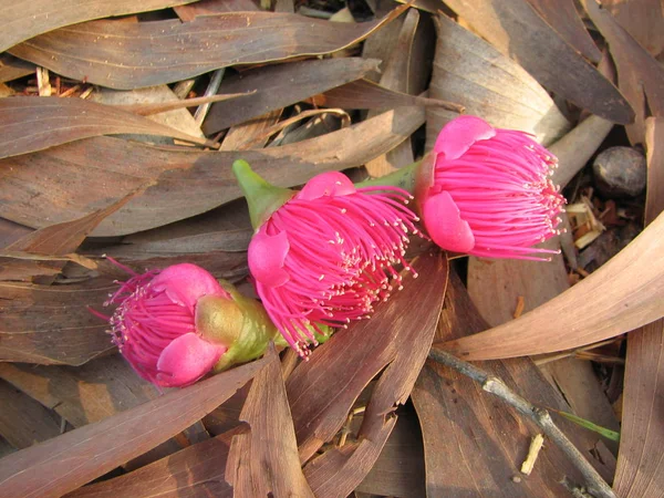 Flor de árvore de canhão — Fotografia de Stock