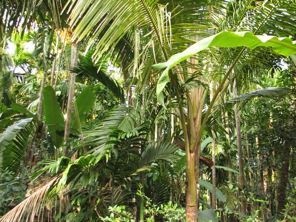 Paisagem com palmeiras de floresta subtropical . — Fotografia de Stock