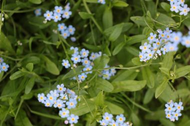 Myosotis gökyüzü mavi çiçekler