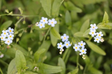 Myosotis gökyüzü mavi çiçekler