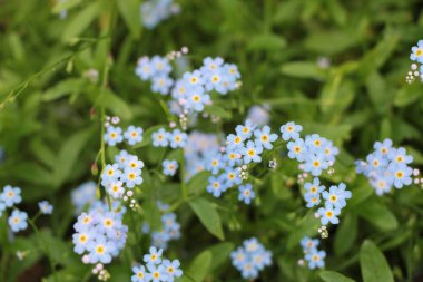 Myosotis gökyüzü mavi çiçekler