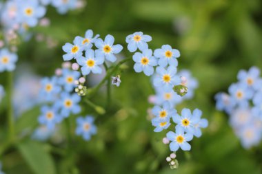 Myosotis gökyüzü mavi çiçekler