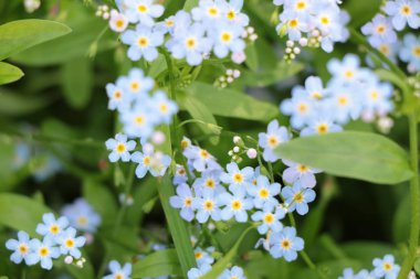 Myosotis gökyüzü mavi çiçekler