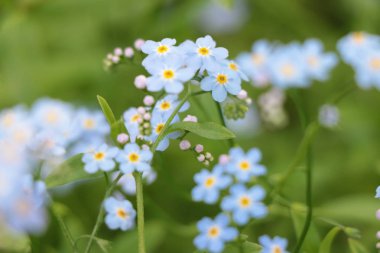 Myosotis gökyüzü mavi çiçekler