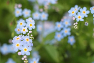 Myosotis gökyüzü mavi çiçekler