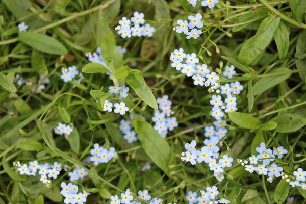 Myosotis sky blue flowers