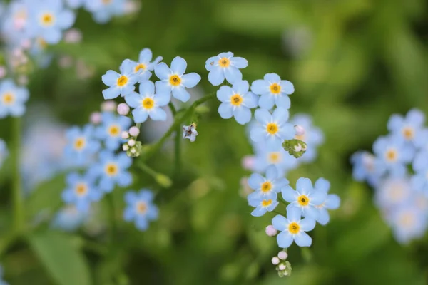 Myosotis cielo azul flores — Foto de Stock