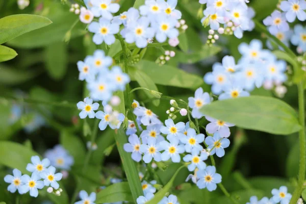 Myosotis céu flores azuis — Fotografia de Stock