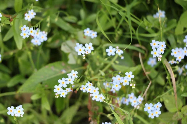 Myosotis sky blue flowers — Stock Photo, Image