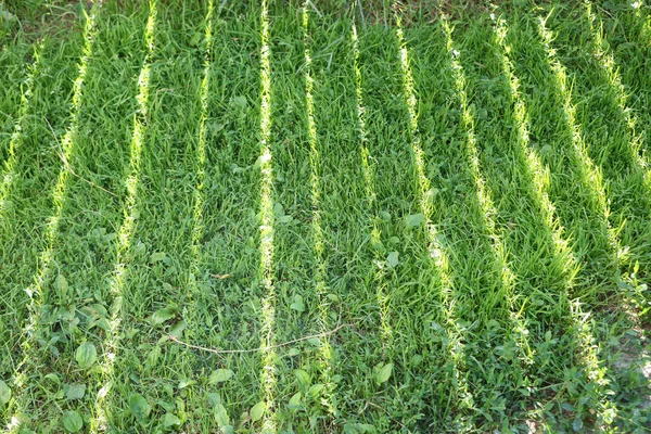 Летний фон с зеленой травой — стоковое фото