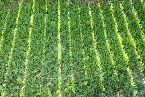 Fondos de verano con hierba verde — Foto de Stock