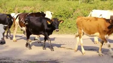 İnekler yolda yürüyor.