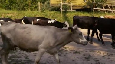 İnekler yolda yürüyor.