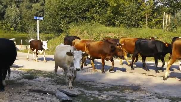 Kühe laufen auf Straße — Stockvideo