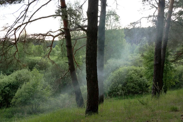 Nordic çam ormanı — Stok fotoğraf