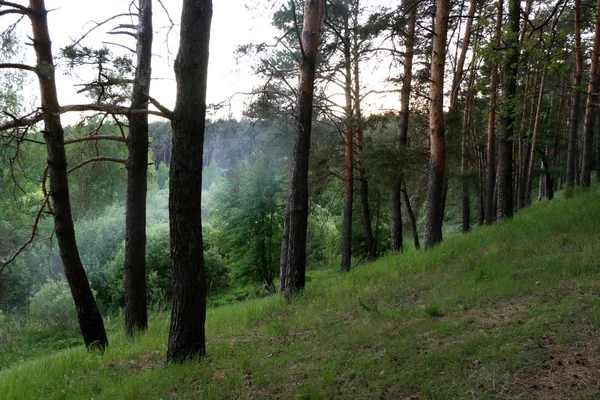 Nordischer Kiefernwald — Stockfoto