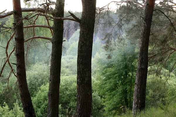 Nordic çam ormanı — Stok fotoğraf