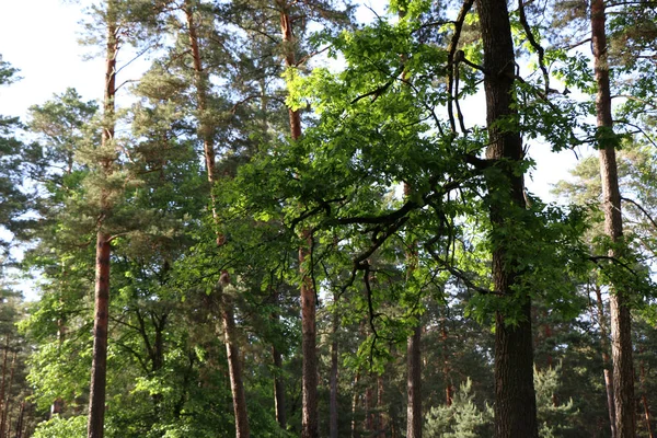 Hermoso bosque de pino — Foto de Stock