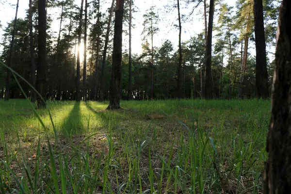 Belle forêt de pins — Photo