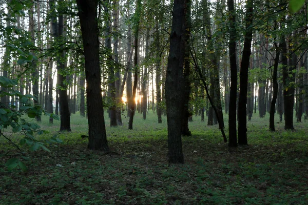 Красивый сосновый лес — стоковое фото