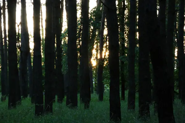 Belle forêt de pins — Photo