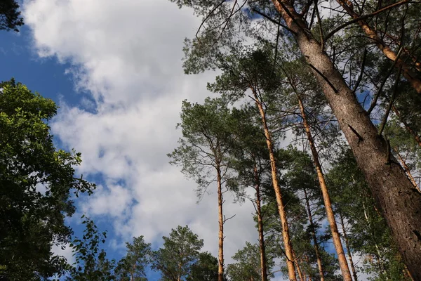 Hermoso bosque de pino — Foto de Stock