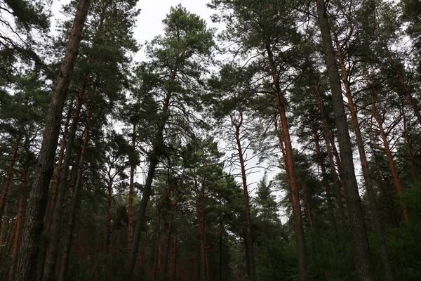 Hermoso bosque de pino — Foto de Stock