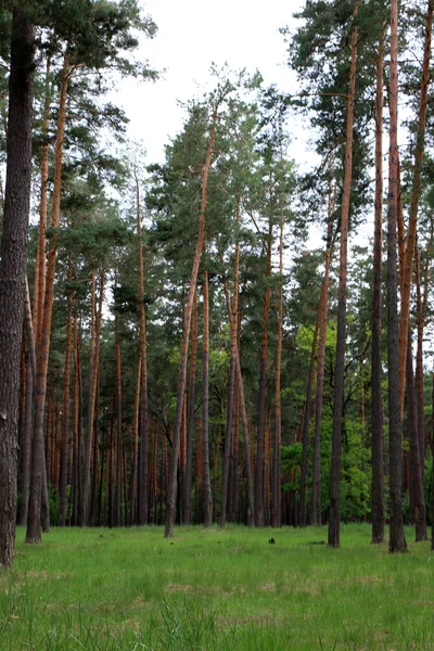 Prachtig dennenbos — Stockfoto