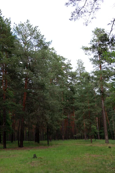 Piękny las sosnowy — Zdjęcie stockowe